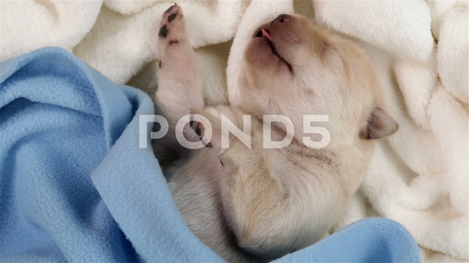 Dog sleeping with tongue sticking clearance out