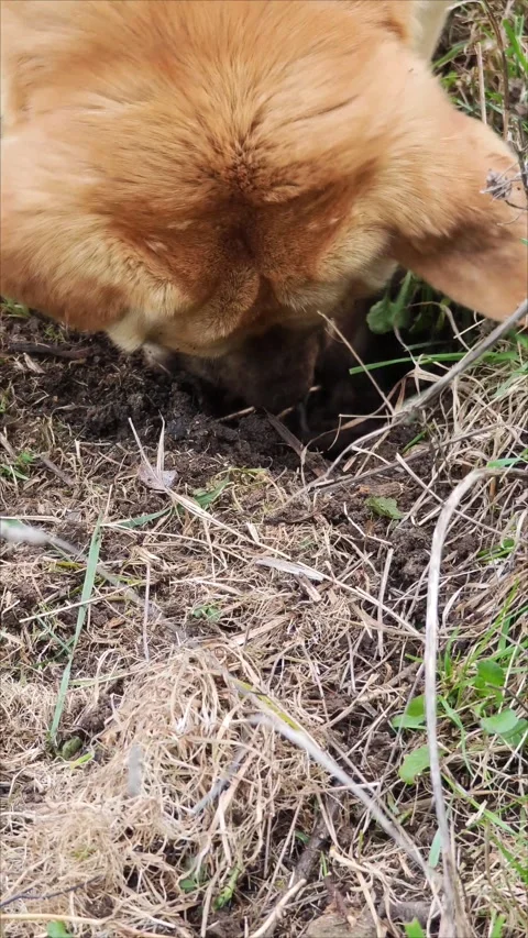 Labrador puppy eagerly digging sandy backyard soil Vidéo 307496031