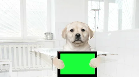 Labrador puppy with electronic tablet on the background of a veterinary clinic Stock Footage 61757713