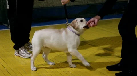 Labrador puppy Stock Footage 10800683