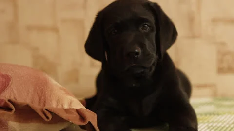 Labrador puppy Stock Footage 24632867