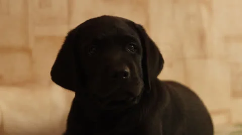 Labrador puppy Stock Footage 24637037