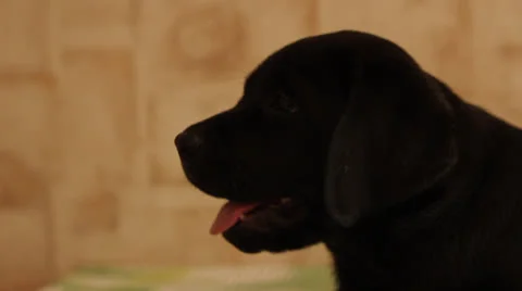 Labrador puppy Stock Footage 24637215