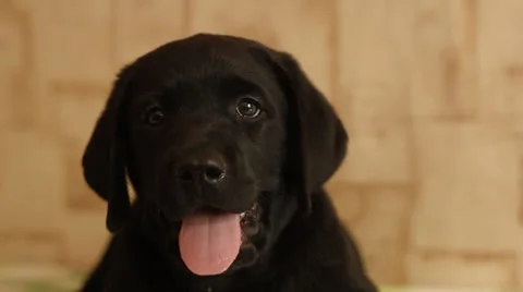 Labrador puppy Stock Footage 24637280