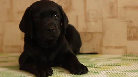 Labrador puppy Stock Footage 24637594