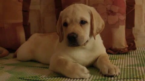 Labrador puppy Video stock 24637674