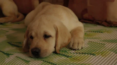 Labrador puppy Stock Footage 24637850