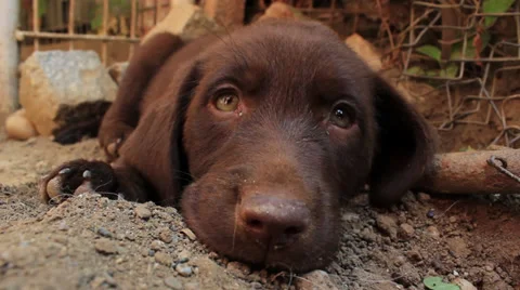 Labrador Puppy Stock Footage 27846211