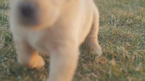 A labrador puppy Stock Footage 86780649