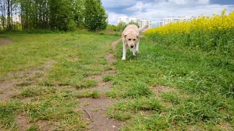 Labrador puppy on a grassy path. Stock Footage 312243621