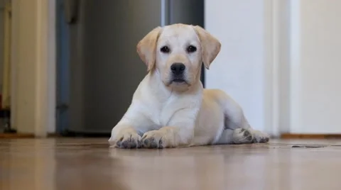 Labrador Puppy at home Stock Footage 45047427