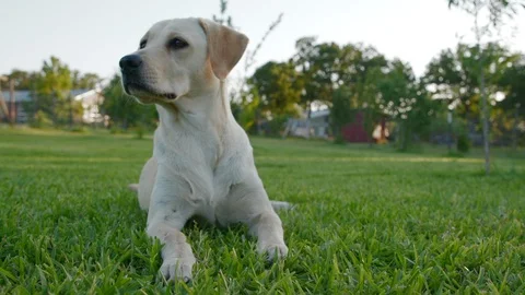 Labrador Puppy Lying in Yard Stock Footage 95494352