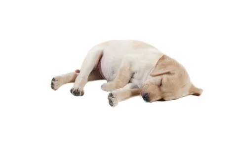 Labrador puppy Stock Photos