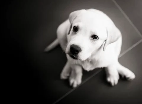 Labrador puppy Stock Photos