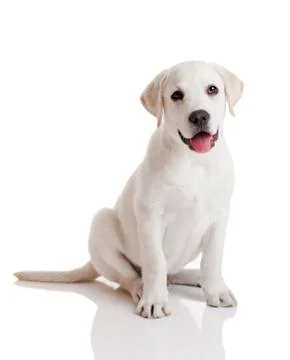Labrador puppy Stock Photos