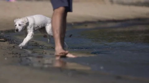 Labrador Puppy Running Stock Footage 70338095