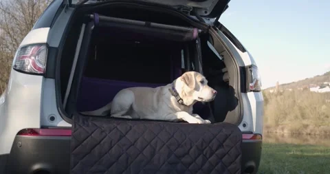 Labrador on Quilted Boot Liner With Dog Crate, White SUV Trunk, Medium Shot Vídeo Stock 341316809