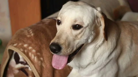 Labrador Resting on the Couch Stock Footage 49060579