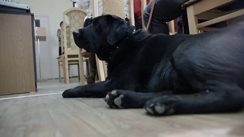 Labrador resting on floor and looking around 库存影片 83932411