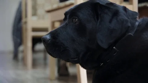 Labrador resting on floor and looking around 库存影片 83932413