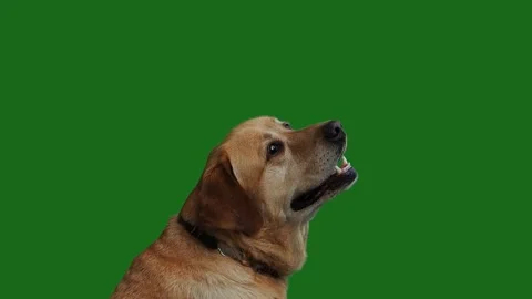 Labrador retriever catches bone on the fly and then loses it, green screen sl Stock Footage 306977133