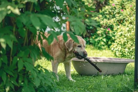 Labrador retriever chewing a stick while standing next to a water bowl in a g Foto stock