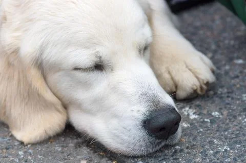 Labrador retriever close-up Stock Photos