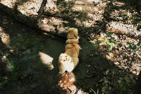 Labrador retriever cooling down in a small muddy puddle on a forest path un.. Stock Photos