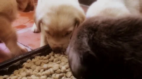 Labrador retriever cubs Stock Footage 50564100