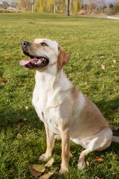 Labrador retriever dog in autumn Stock Photos