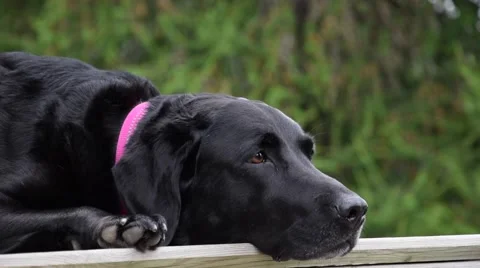 Labrador Retriever Dog Video stock 53278728