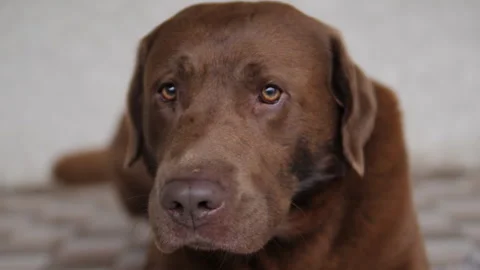 Labrador Retriever Dog Stock Footage
