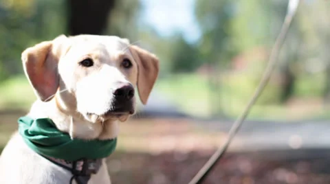 Labrador Retriever Dog Medium Close Vídeo Stock 32049542