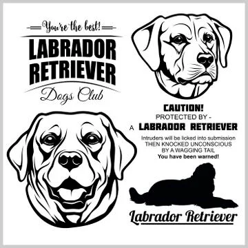 Labrador Retriever Dog - vector set on white. Stock Illustration