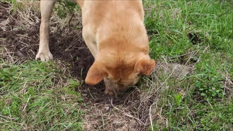 Labrador retriever eagerly digging sandy backyard soil Vidéo 307495360