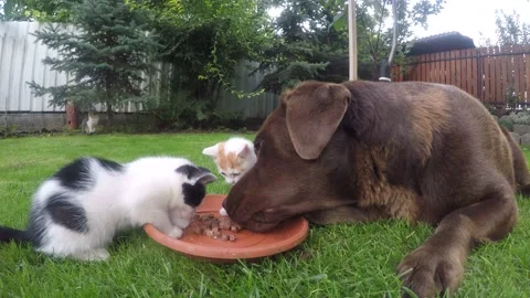 Labrador retriever eats wet food from kittys in the garden Stock Footage 148291815