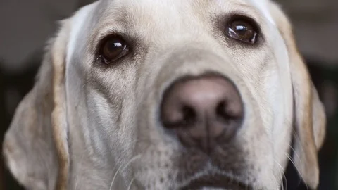 Labrador Retriever focus rack from snout to eyes Stock Footage 79322732