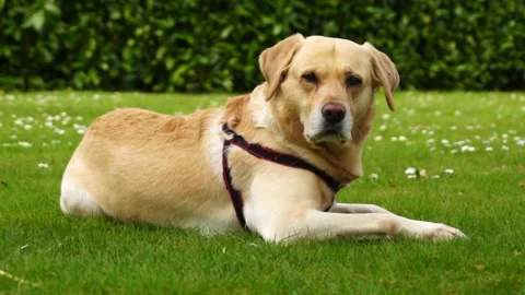 Labrador retriever 스톡 동영상 188508411