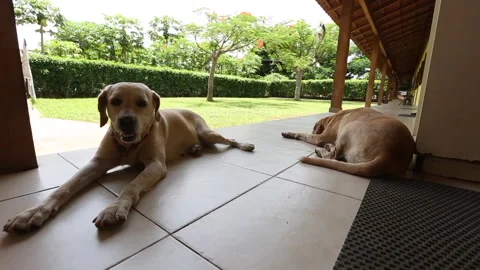 Labrador Retriever Stock Footage 306688683