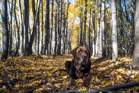 Labrador retriever in the forest on a background Stock Photos