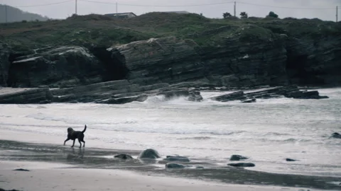 Labrador retriever having fun at the beach on a grey rainy day. 스톡 동영상 169748850