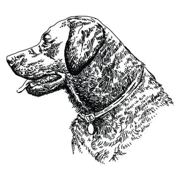 Labrador retriever head Stock Illustration