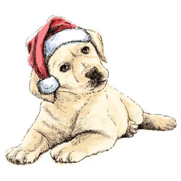 Labrador Retriever Stock Illustration