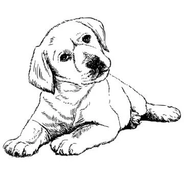 Labrador Retriever Stock Illustration