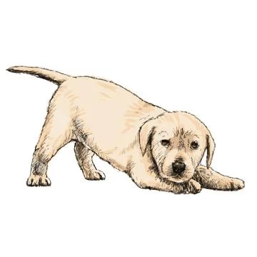 Labrador Retriever 스톡 일러스트