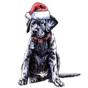 Labrador Retriever イラスト素材