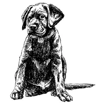 Labrador Retriever イラスト素材