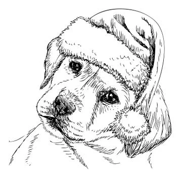 Labrador Retriever イラスト素材