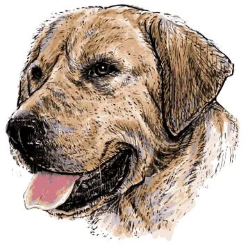 Labrador Retriever Stock Illustration