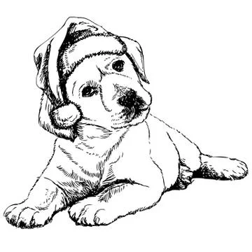 Labrador Retriever Stock Illustration